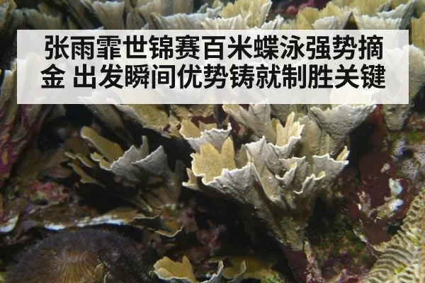 张雨霏世锦赛百米蝶泳强势摘金 出发瞬间优势铸就制胜关键